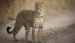 Visitez l'Afrique du Sud sur la piste du léopard - Échappées Belles