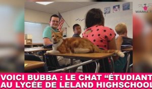 Voici Bubba : Le chat "étudiant" au lycée de Leland Highschool ! Tout de suite dans la minute chat #120 !