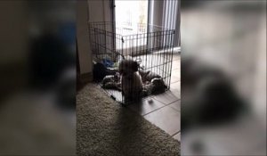Un chien futé s'échappe de sa cage