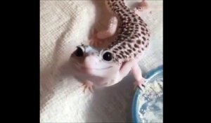 Cet Animal Mysterieux A Le Plus Beau Des Sourires Axolotl Sur Orange Videos