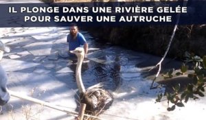 Il plonge dans une rivière gelée pour sauver une autruche