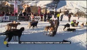 Les chiens de traîneaux entrent dans la course