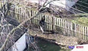 Un voleur en fuite pense echapper à la police en se cachant sous un trampoline dans un jardin