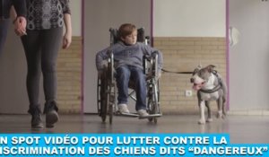 Un spot vidéo pour lutter contre la discrimination des chiens dits "dangereux" ! À découvrir dans la minute chien #128