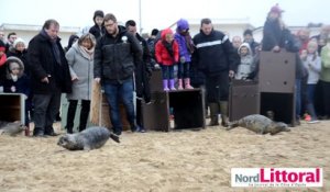 Lâcher de phoques sur la plage de Calais