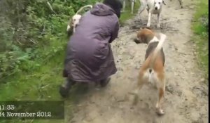 Une femme sauve un renard attaqué par une meute de chien de chasse