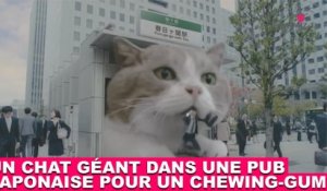 Un chat géant dans une pub japonaise pour un chewing-gum ! À découvrir maintenant dans la minute chat #132