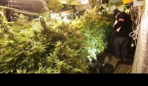 4000 plants de cannabis découverts à Hem