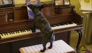 Des chiens mélomanes jouent du piano et chantent sur commande