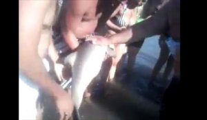 Un bébé dauphin mort pour quelques photos