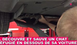 Il découvre et sauve un chat réfugié en dessous de sa voiture ! Tout de suite dans la minute chat #134