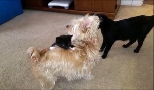 Un chaton fait un tour de manège sur un chien