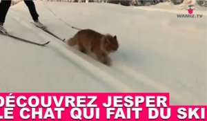 Découvrez Jesper, le chat qui fait du ski ! Tout de suite dans la minute chat #138