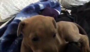 Regardez la réaction de ce chiot face à son maître qui pleurniche