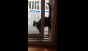 Un chat contorsionniste a trouvé la méthode pour rentrer par la fenêtre!