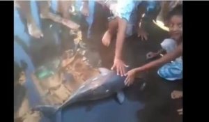 Un bébé dauphin dans un monde de selfie en Argentine