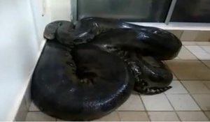 Un brésilien veut toucher un anaconda géant