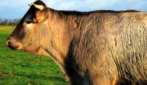 Cerise, la vache du Salon de l'Agriculture 2016