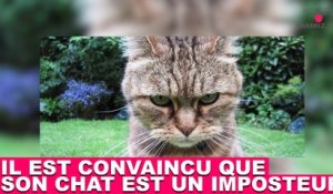 Il est convaincu que son chat est un imposteur ! Plus d'infos dans la minute chat #142