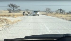 Un rhinocéros fou attaque une voiture