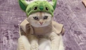 Ce Chat En A Marre Que Son Maitre Le Nourrisse Avec Des Bananes Et Le Deguise En Singe Sur Orange Videos