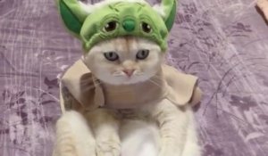 Un chat très fan de Star Wars et de maitre Yoda !