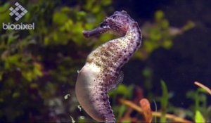 Il Filme L Incroyable Naissance De Bebes Hippocampes Sur Orange Videos