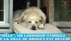 "Fidèle", un labrador symbole de la ville de Bruges est décédé... Hommage dans la minute chien #150