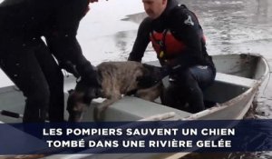 Les pompiers sauvent un chien tombé dans une rivière gelée