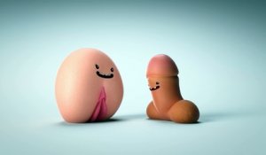 Des organes génitaux animés pour expliquer le consentement