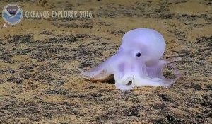 Casper, la pieuvre fantôme découverte à Hawaï