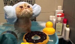 Le chat le plus heureux du monde qui prend son bain