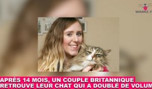 Après 14 mois, un couple britannique retrouve leur chat qui a doublé de volume ! Les images dans la minute chat #156