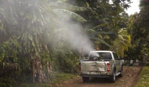 Zika : avec la brigade anti-moustique en Guadeloupe