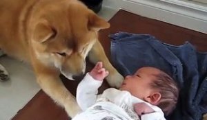 Rencontre entre le chien de la famille et bébé qui vient de naitre
