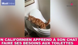 Un californien apprend à son chat à faire ses besoins aux toilettes! L'exploit dans la minute chat #157