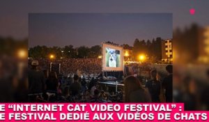 Le "Internet Cat Video Festival" : Le festival dédié aux vidéos de chats ! Découvrez-le dans la minute chat #159