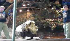 L'incroyable sauvetage d'un soigneur par une lionne dans un zoo