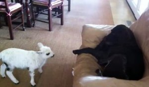 Un bébé chèvre se bat contre la patte d'un chien hahaha