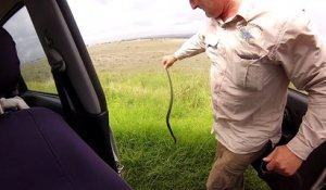 Il découvre un serpent mortel sur l'accoudoir de sa voiture