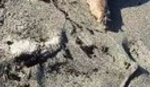 Un dauphin retrouvé plage de la Marana