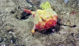 Des espèces encore inconnues filmées par une caméra plongée au fond de l'océan