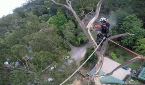 L'abattage d'un arbre de 40m vu d'en haut en caméra embarquée !