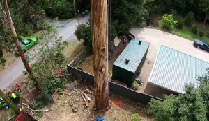 Cet homme coupe les branches d'un arbre à plus de 40m de haut. Vertigineux!