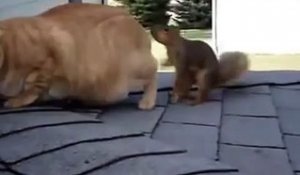 Cet écureuil est très perspicace, il veut coûte que coûte se lier d'amitié avec le chat