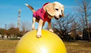 Un chien fan de yoga bat le record du monde de vitesse en ballon