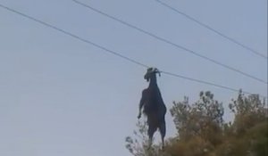 Une chèvre suspendue dans les airs par les cornes