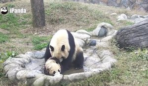 Le Bebe Panda Qui Eternue Un Classique De La Video Mignonne D Animaux Mais C Est Tellement Bon Sur Orange Videos
