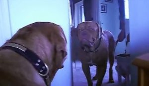 Ce chien se voit à travers un miroir et croit que c'est un autre chien... Sa réaction est amusante !