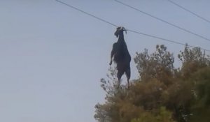 Ils sauvent une chèvre suspendue à un fil électrique
